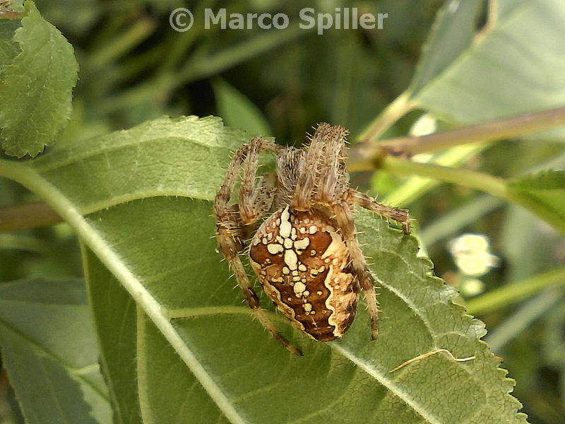 Araneus diadematus - Val d''Assa (VI)